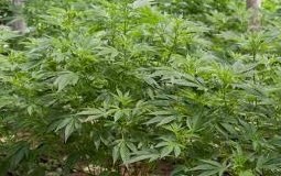 Read more about the article Imóvel usado para plantio de maconha deve ser desapropriado sem indenização