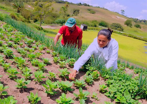 Read more about the article Aberto prazo de adesão ao Programa de Aquisição de Alimentos aos agricultores