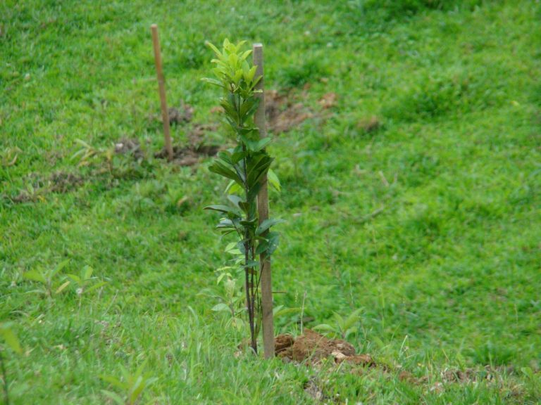 Read more about the article Dia da Árvore será comemorado com plantio de mudas nativas