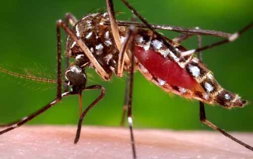 Read more about the article Zika é considerada emergência internacional; necessidade de mais recursos e mais ações