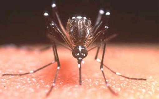 Read more about the article Brasil apresenta redução de 87% nas notificações dos casos de zika