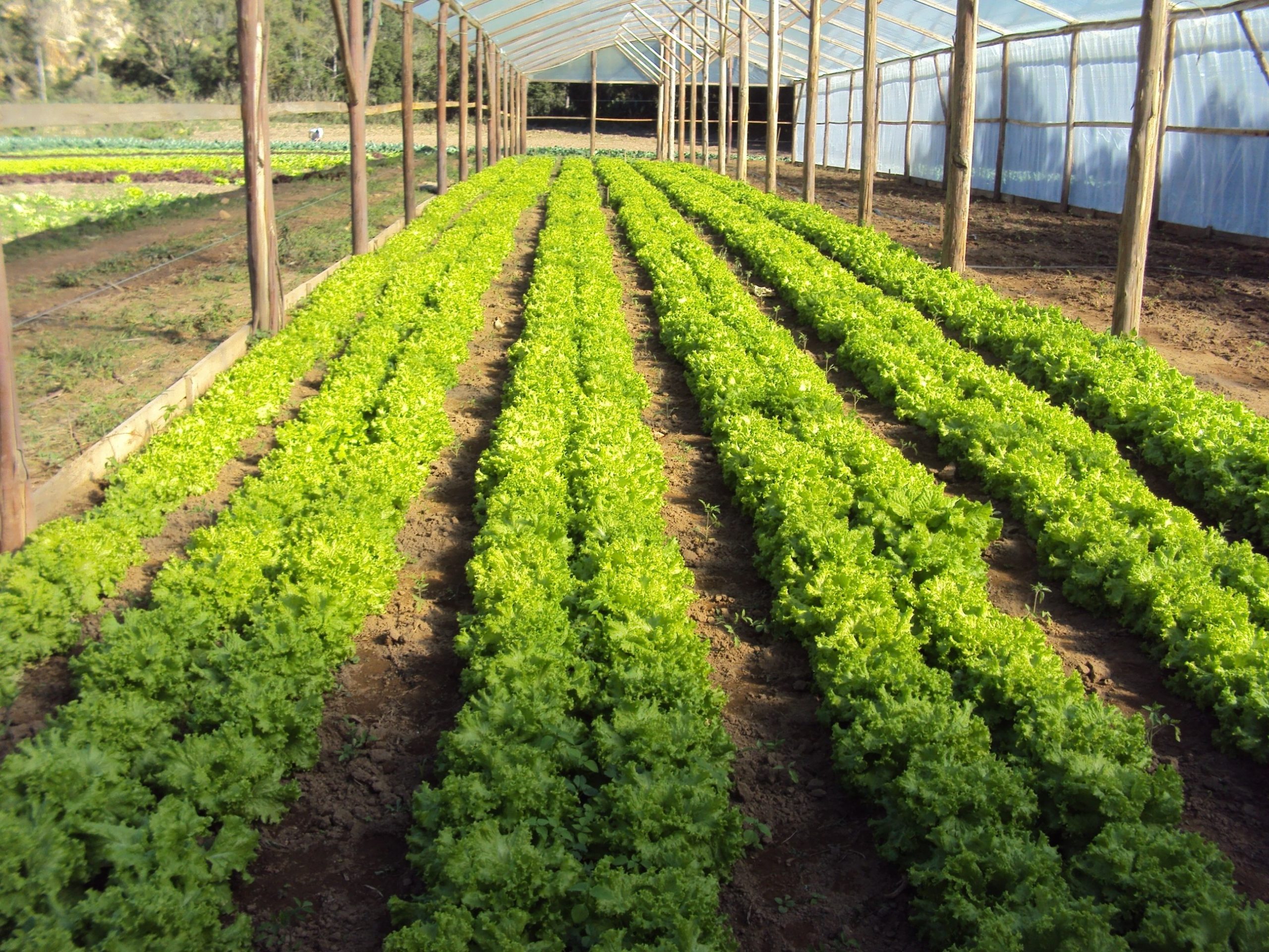 You are currently viewing Amurel apoia realização do Seminário Estadual de Agroecologia que acontece pela primeira vez na região