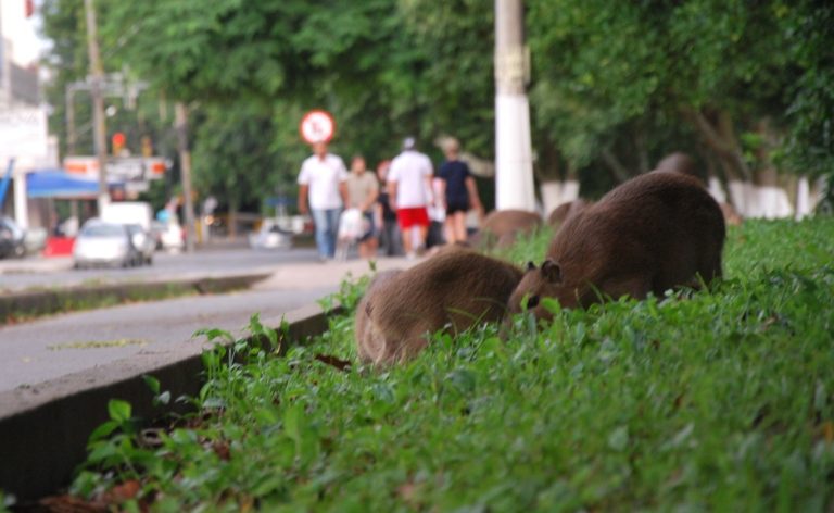 Read more about the article Colegiado de Meio Ambiente promove debate sobre a convivência com capivaras