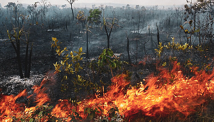 You are currently viewing Videoconferência debaterá fiscalização ambiental na pandemia