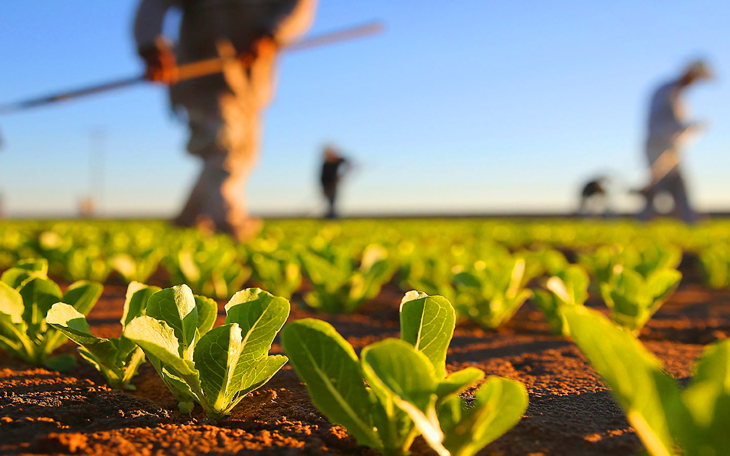 You are currently viewing Colegiado de Agricultura define nova coordenação