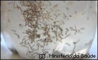 You are currently viewing Municípios estão em risco de epidemia de dengue, indica levantamento