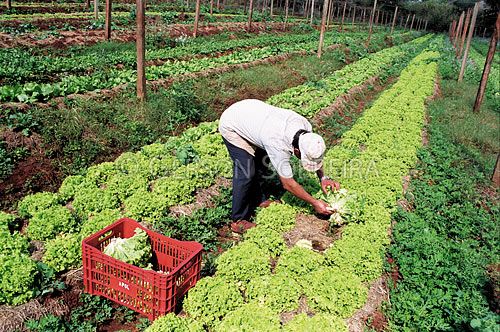 Read more about the article Regulamentação do Programa de Fomento à Agricultura foi publicada