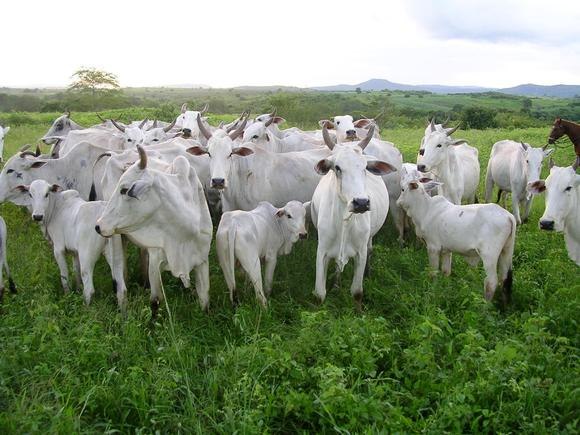 Read more about the article Secretaria da Agricultura anuncia fim do ICMS para comercialização de bovinos entre produtores