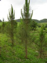 You are currently viewing Rio Fortuna – Epagri realiza seminário sobre reflorestamento