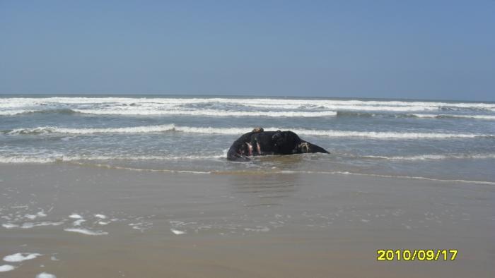 Read more about the article Filhote de Baleia Franca é encontrado no Balneário Campo Bom