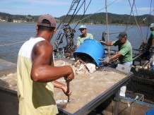 Read more about the article Laguna – Lá vêm os peixes: Semana movimentada no porto