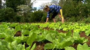 Read more about the article Obrigatório a proprietários rurais, Cadastro Ambiental Rural deve ser feito até o dia 6 de maio